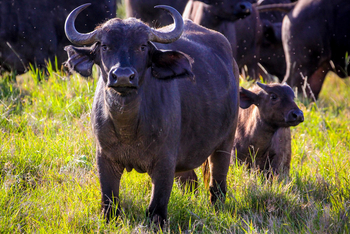 Sirikoi Lodge Sirikoi Lodge: Büffle mit Kalb