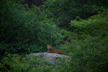Sujan Jawai: Leopard auf einem Felsen