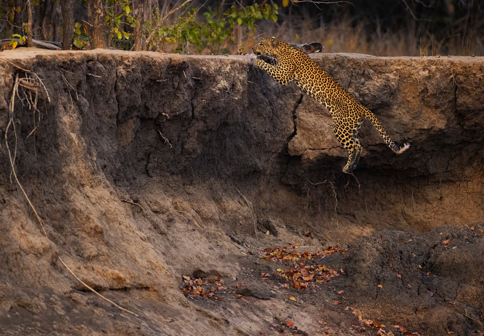 Sungani Lodge Sungani Lodge: Springender Leopard