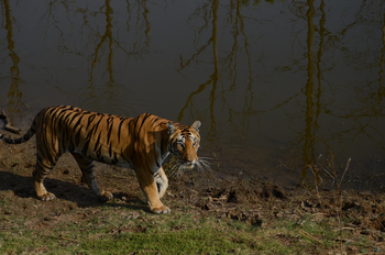 Tathastu Resort Satpura: Tiger