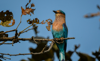 The Oberoi Vindhyavilas Wildlife Resort: Indian Roller