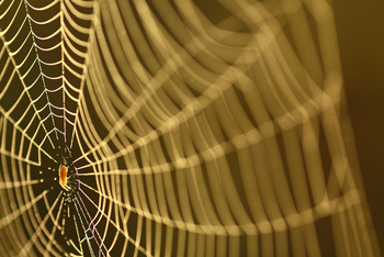 Wasa Lodge: Spinnennetz