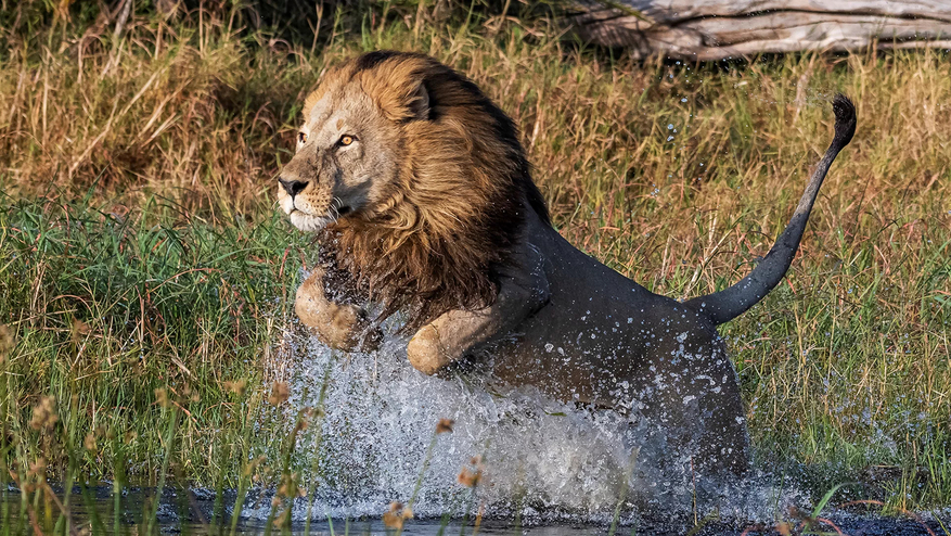 Xigera Safari Lodge