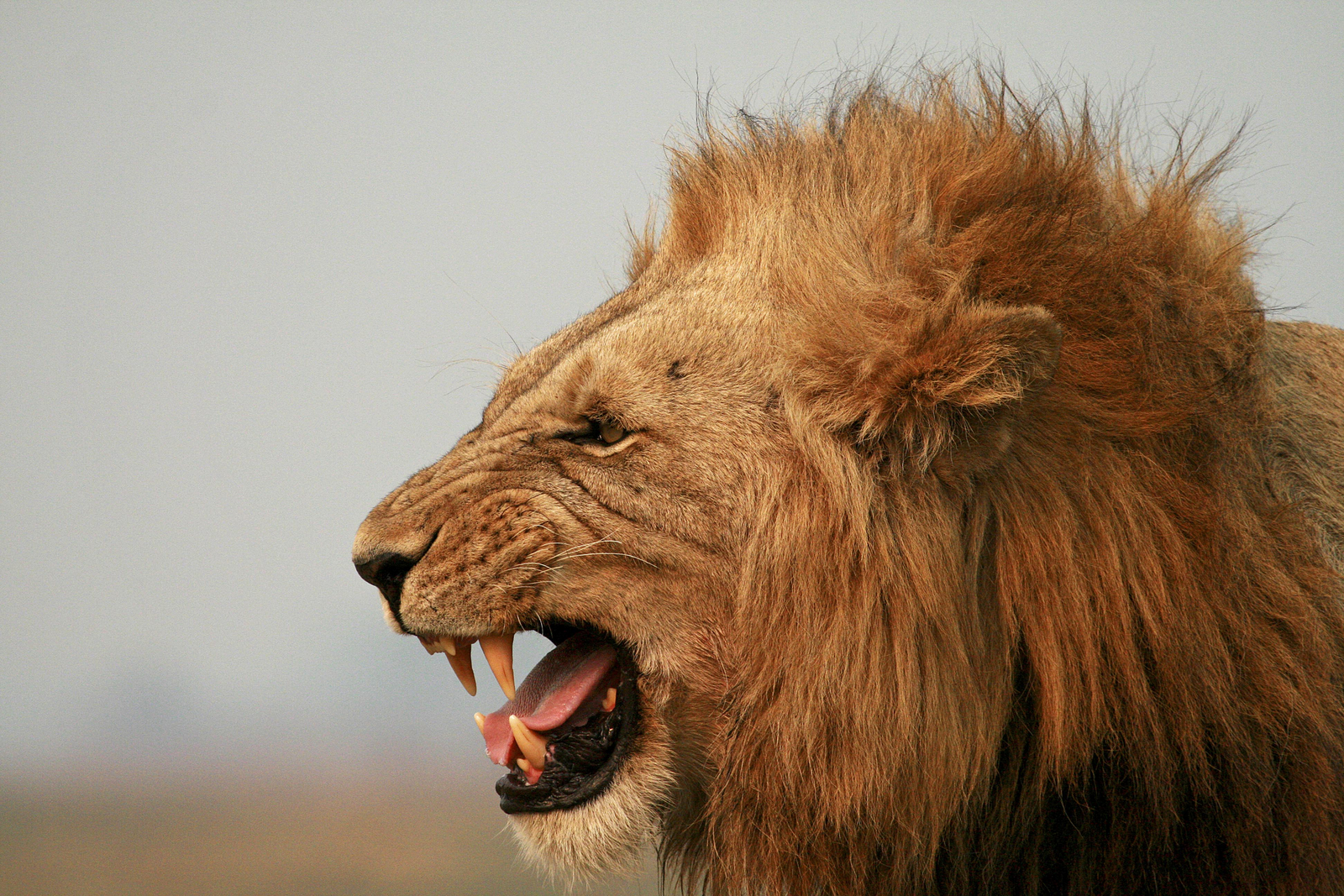 Ntemwa Busanga Bushcamp Ntemwa Busanga Bushcamp