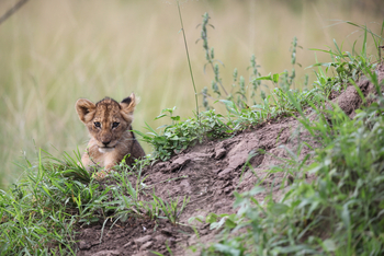 andBeyond Sandibe Okavango Safari Lodge: Löwenbaby