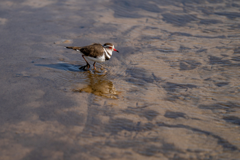 Azura Benguerra Island: Double Banded Courser
