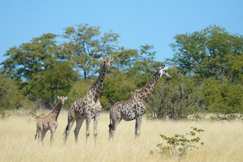 Camp Hwange: Giraffen