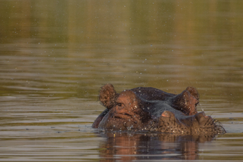 Chief's Island: Hippo