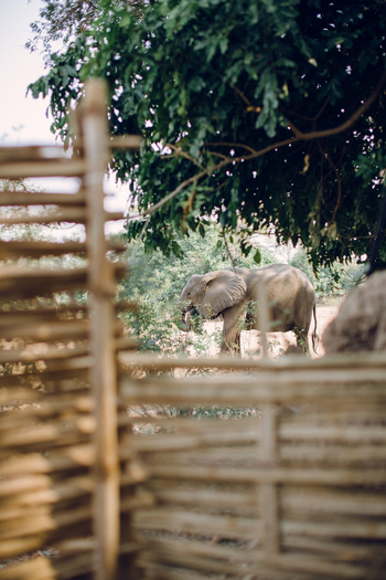 Chula Island Camp Chula Island Camp: Elefant hinter der Freiluftdusche