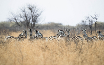 Dinaka Lodge: Zebras
