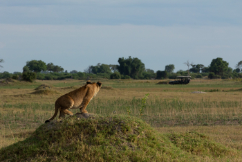 Duba Plains Camp: Junger Löwe