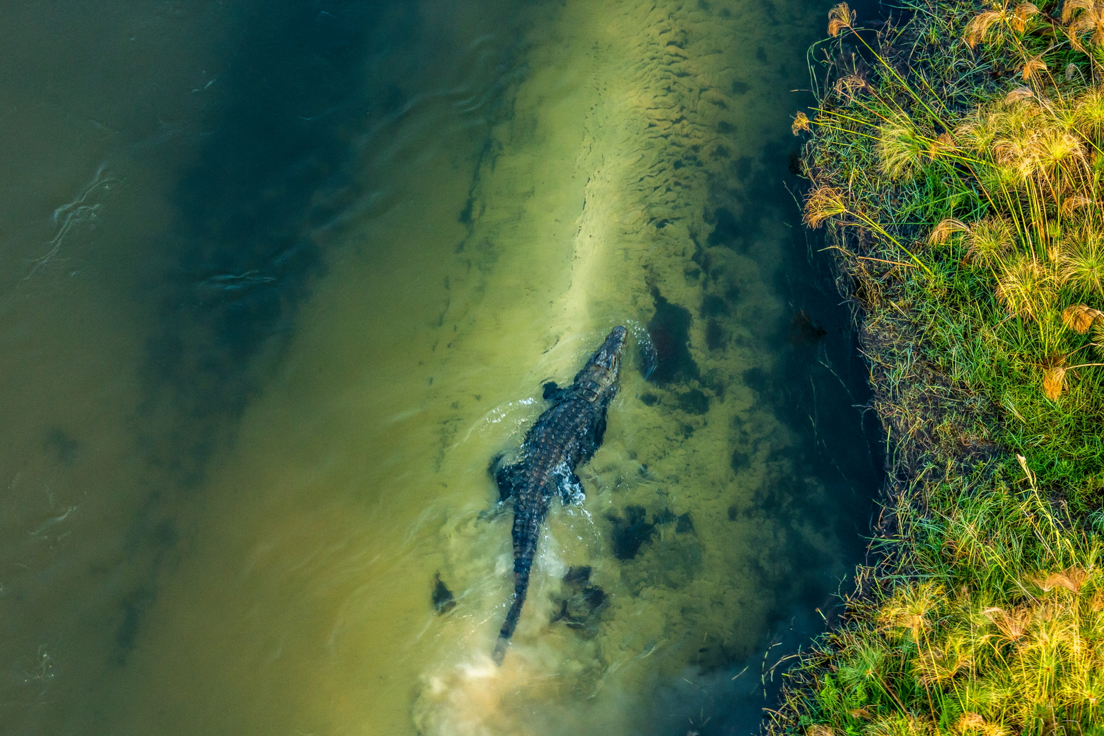 Duba Plains Camp Duba Plains Camp