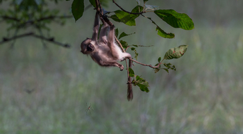 Flame of the Forest Safari Lodge: Kleiner Graulangur