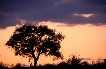 GocheGanas: Dämmerung