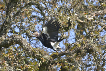 Hatari Lodge: Hornrabe