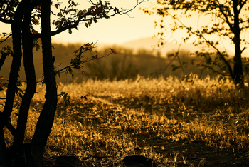 Huab Lodge: Pflanzen im Gegenlicht