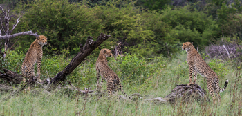 Imvelo Safaris Imvelo Safaris: Drei männliche Geparden auf Totholz