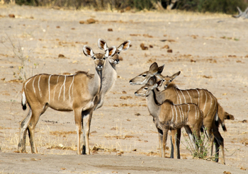 Imvelo Safaris Imvelo Safaris: Weibliche Kudus im Sand