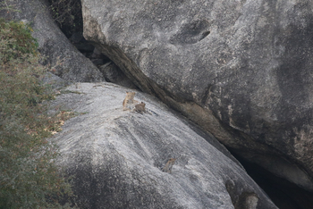 Jawai Jawai: Leopardin mit Jungtieren