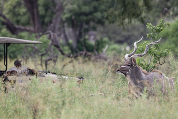Kanana Camp: Kudubulle