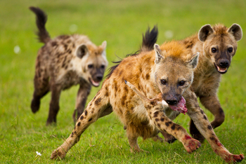 Karen Blixen Camp: Hyänen