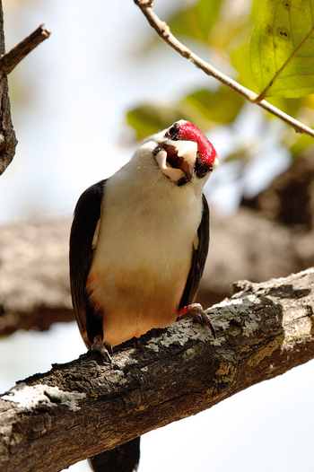 Konkamoya Lodge: Black-Backed Barbet - Lybius minor