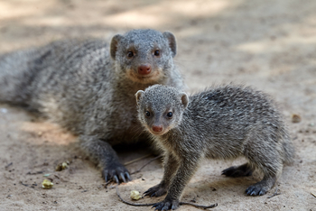 Konkamoya Lodge: Kleine Streifenmanguste