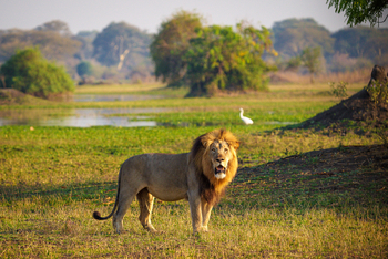 Kuthengo Camp: Löwe mit Mähne