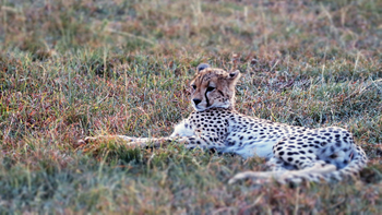 Legendary Mila Tented Camp: Gepard im Gras