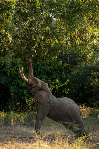 Mana River Camp Mana River Camp: Gestreckter Elefant