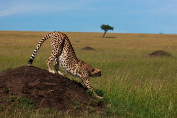 Mara Toto Tree Camp: Gepard auf Termitenhügel