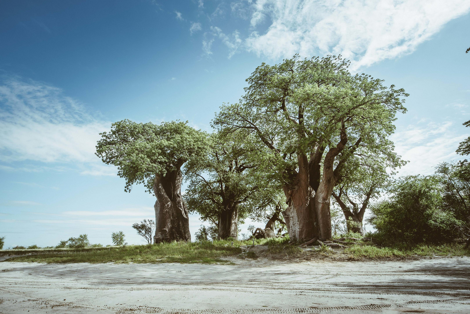 Migration Expeditions Camp Migration Expeditions Camp: Baines Baobabs