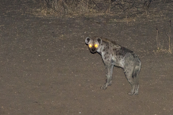 Mkulumadzi Lodge: Hyäne