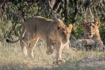 Mogogelo Camp Mogogelo Camp: Junge Löwen
