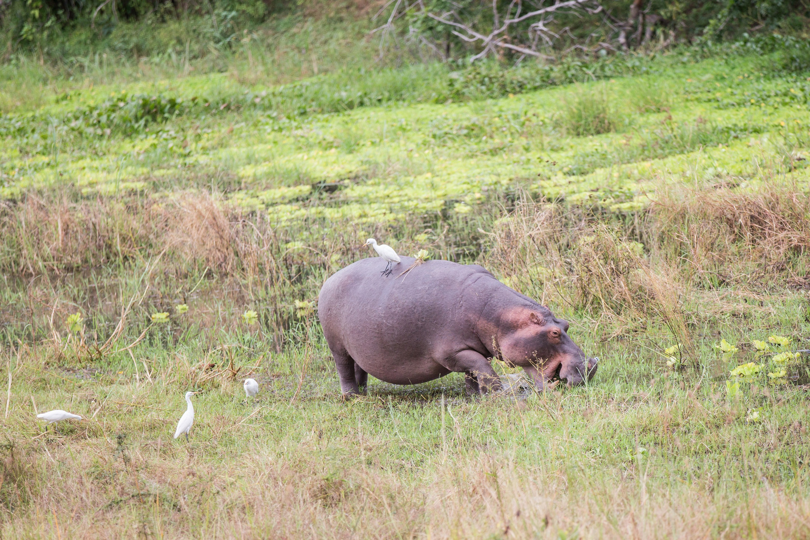 Mvuu Lodge Mvuu Lodge: Hippo