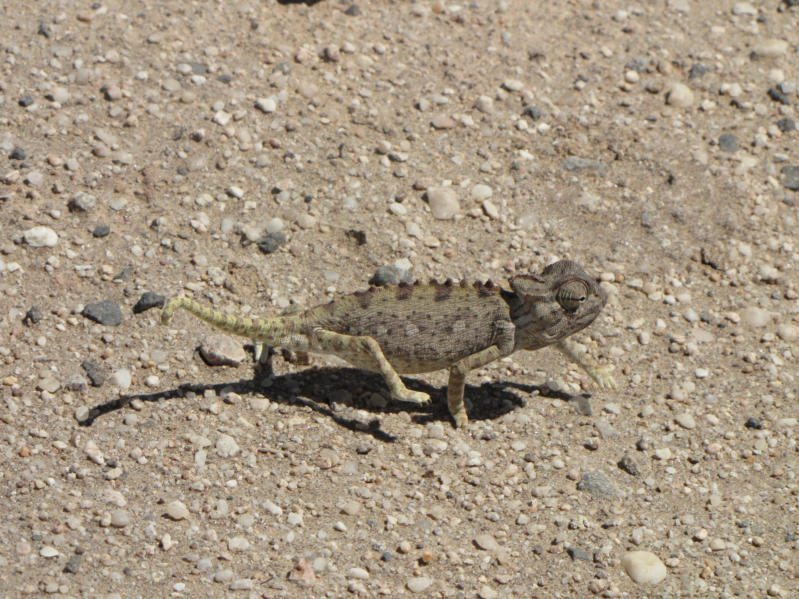 Namutoni Camp Namutoni Camp: Chamäleon