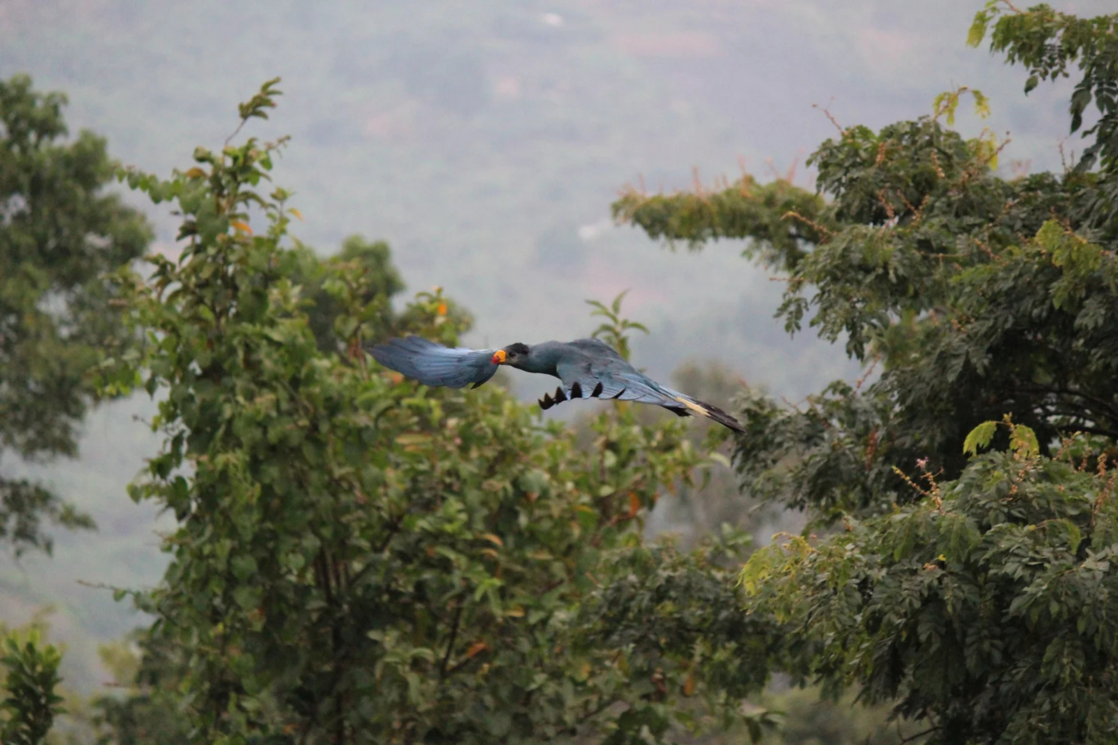 Ndali Lodge Ndali Lodge: Turaco im Flug