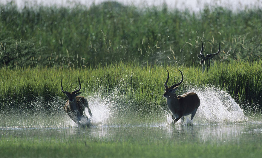 North Island Okavango Camp