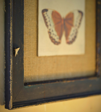 Ol Pejeta Bush Camp: Kleiner und großer Schmetterling