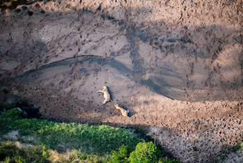 Olare Mara Kempinski: Löwen liegen zusammen