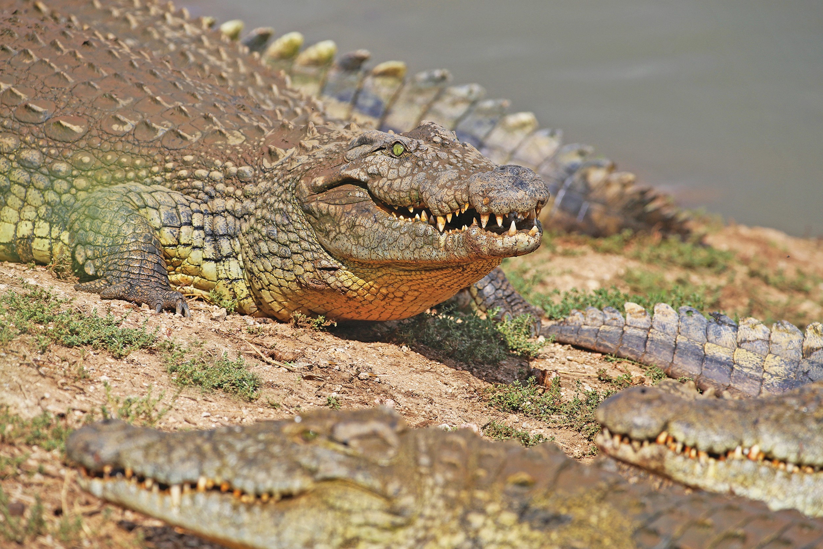 Old Traders Lodge Old Traders Lodge: Nilkrokodil