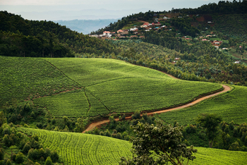 One and Only Nyungwe House: Grüne Landschaft