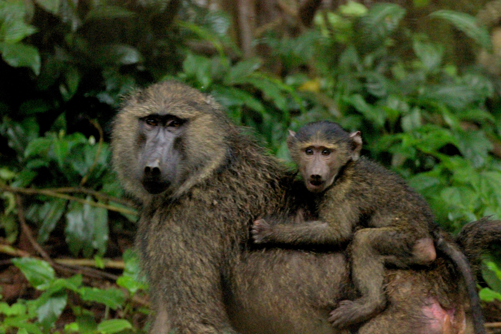 Papaya Lake Lodge Papaya Lake Lodge: Mutter und Kind