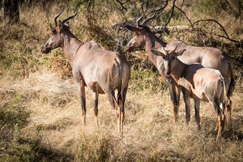 Rra Dinare Camp: Gruppe von Tsessebes