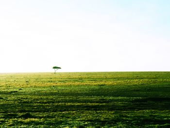 Saruni Mara Camp: Singulärer Baum