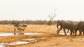 Savute Safari Lodge: Game Drive - Begegnung zwischen Elefaten und Löwen