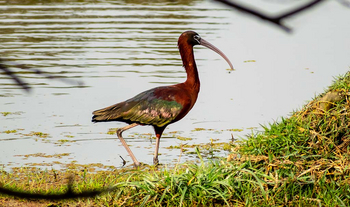 Sawai Vilas: Surwal Lake - Glossy Ibis