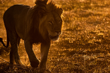 Shumba Camp Shumba Camp: Löwen im Abendlicht