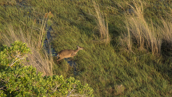 Sitatunga Private Island Camp: Sitatunga Sprung