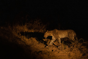 Sungani Lodge Sungani Lodge: Leopard bei Nacht